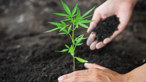 Los sustratos de Biobizz como aliados del cultivo orgánico