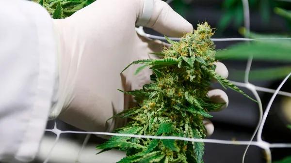Colombia ajusta exportación de derivados de cannabis medicinal hacia Brasil