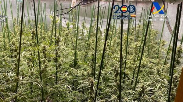 Cae una red Madrid-Toledo que enviaba marihuana al norte de Europa