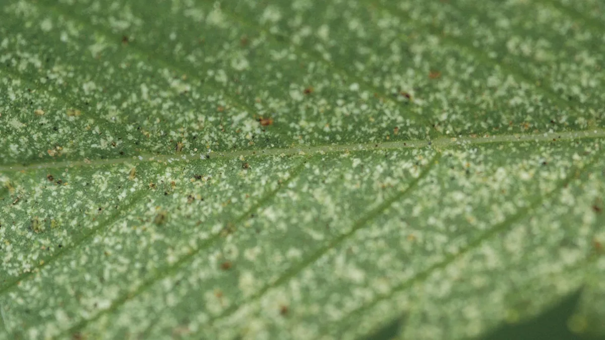Marcas de araña roja
