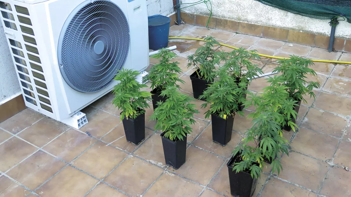 Plantas de cannabis