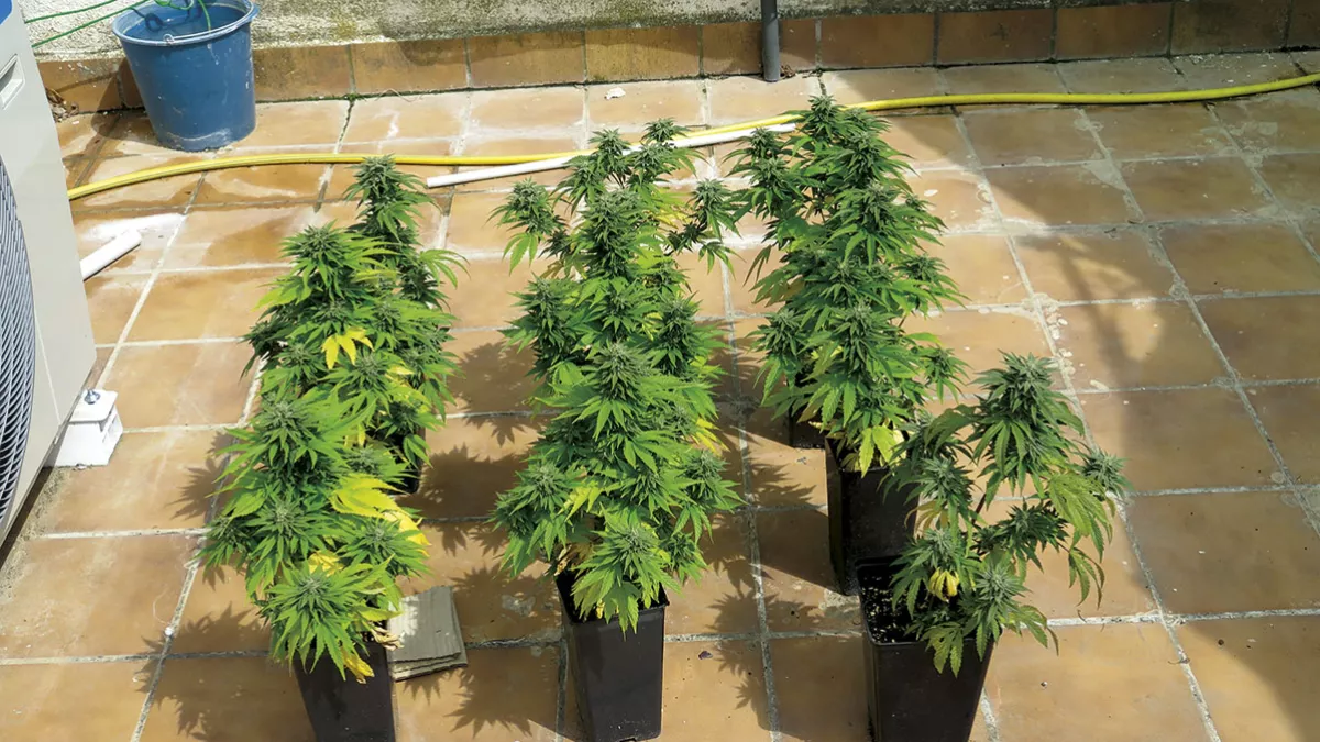 Plantas de cannabis, floración