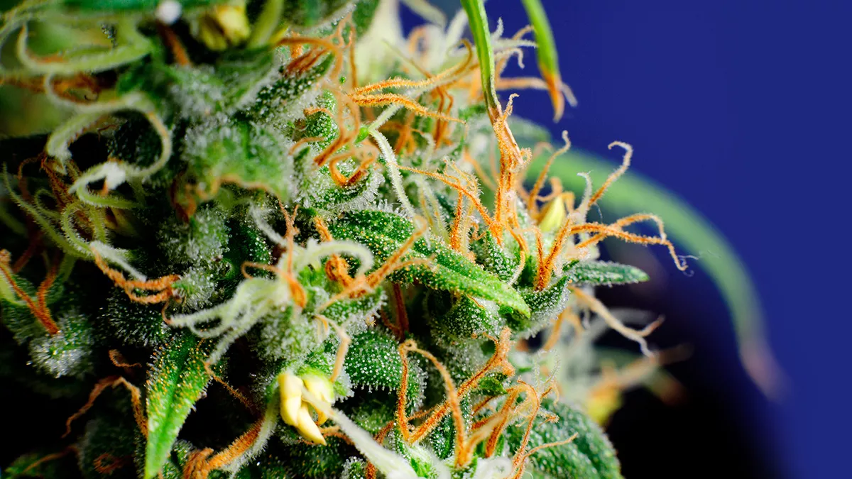 7 variedades para celebrar el día del orgullo