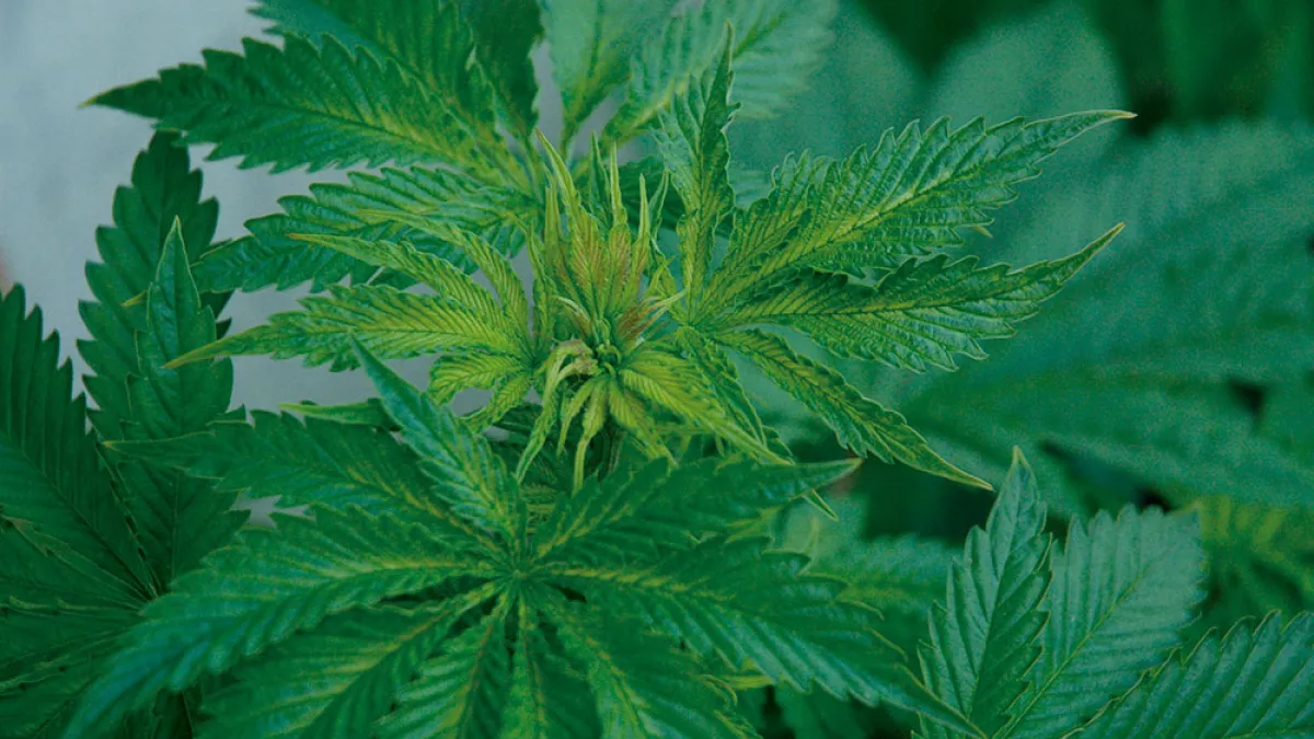 Daños causados por el frío en los brotes de una planta que estaba en exterior en enero. 