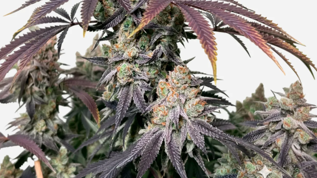 Grandpa Zombie: el apocalipsis nunca fue tan tranquilo