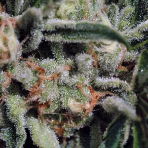 (Img: José T. Gallego)