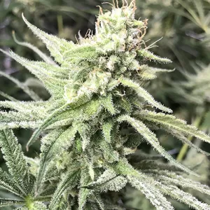 Darbuka CBD: vigor vegetativo abrumador