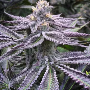 “Purple Punch”, variedad de impacto al mentón