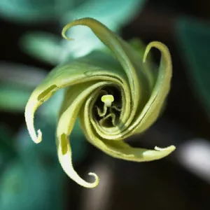 datura wrightii