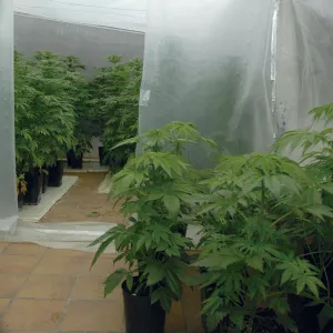 Plástico, sol y buena temperatura: la combinación perfecta para la cosecha de invierno.