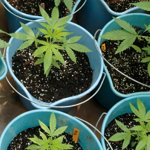 Hacer varias tandas de plantas a lo largo del año es la mejor forma de sacar el máximo provecho al espacio.