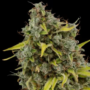 Buddha Seeds presenta Classics: una versión 