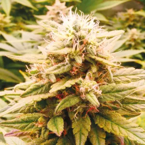 Fenotipo de Harlequeen THC Free, con diferentes tonalidades.