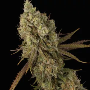 Reporte de Cultivo de Tangerine Sorbet. Fotos de @HomeGrowTV