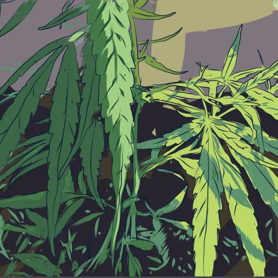 Floración en dos tiempos