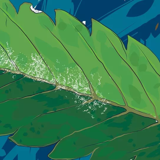 Oídio en el ‘indoor’