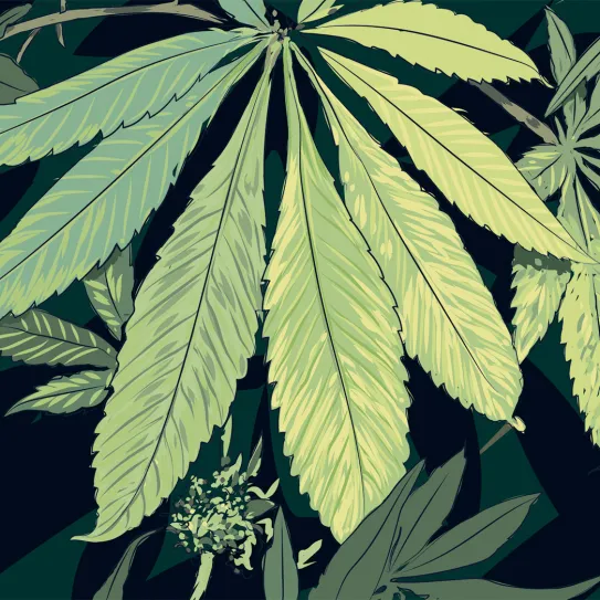 Ilustración cannabis, hojas amarillas