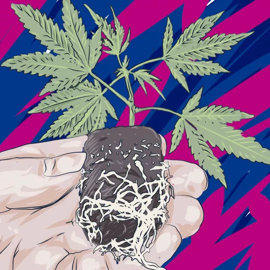 Ilustración trucos para los esquejes