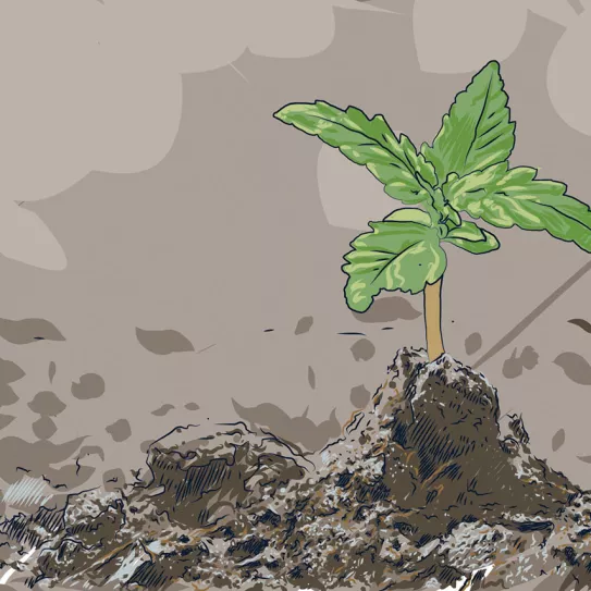Ilustración: Brote cannabis