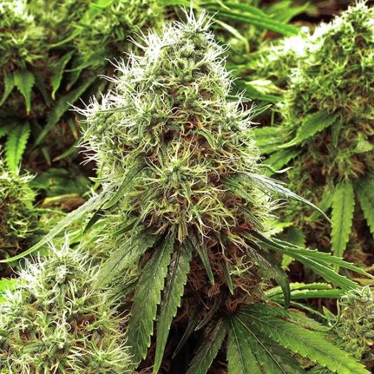 El 90% de la marihuana medicinal es demasiado potente para tratar el dolor