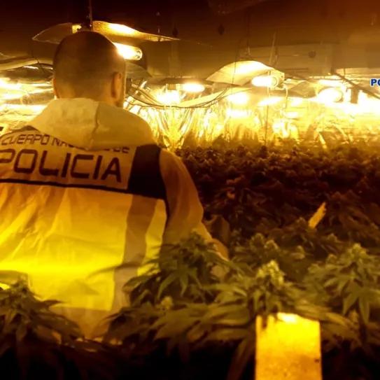 Incautan más de 1.000 plantas de marihuana en Talavera
