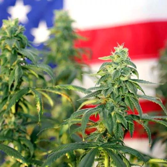 Virginia descriminalizó la marihuana