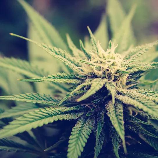 ¿Cómo solucionar carencias de calcio y magnesio en el cultivo de cannabis?