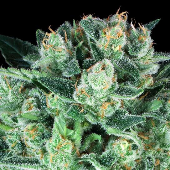 Durga Mata de Paradise Seeds, una de las variedades terapéuticas originales antes de que el uso medicinal del cannabis fuera debidamente apreciado. Foto de GBI.