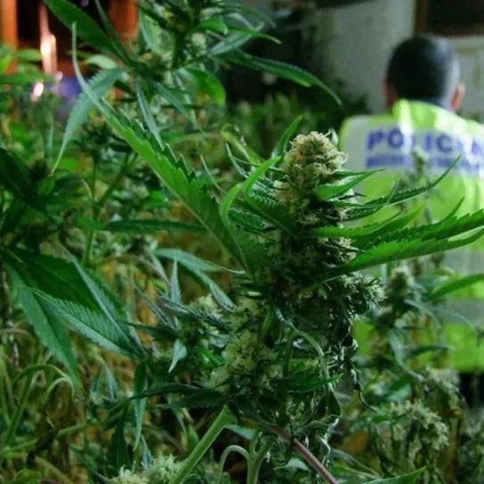 Se disfrazan de policía para robar 1.500 plantas de marihuana