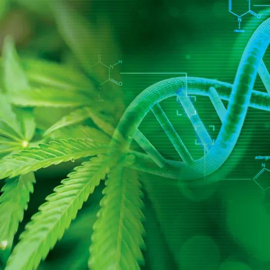 Estudio asegura que el cannabis es menos dañino al ADN que el tabaco
