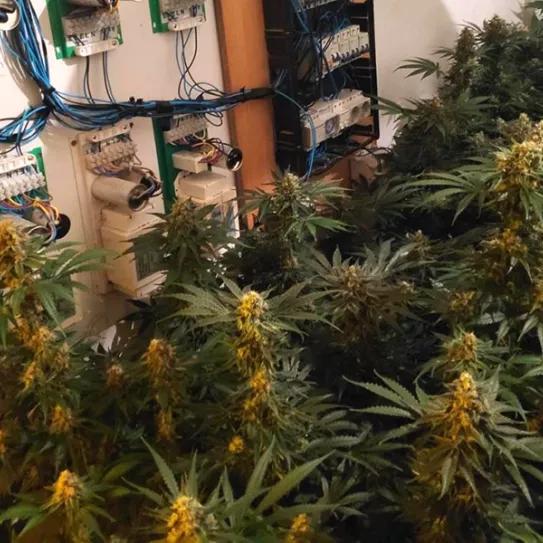 Saca el cadáver de su madre a la calle para que no descubran su plantación de marihuana