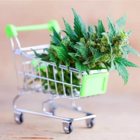 Ventas de cannabis se disparan en Michigan