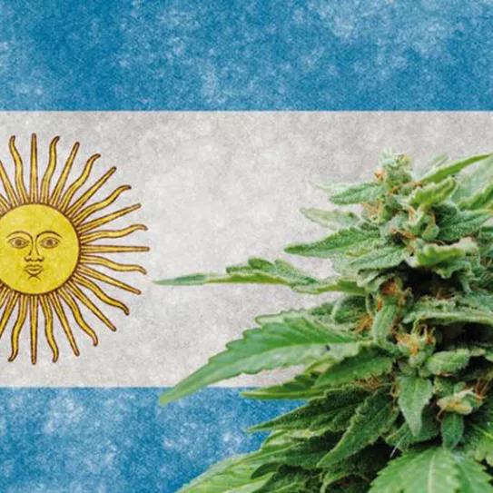 Los argentinos están con la legalización y un estudio dice que el 63% cree que debería legalizarse.