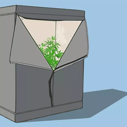 Cultivo básico en armario 