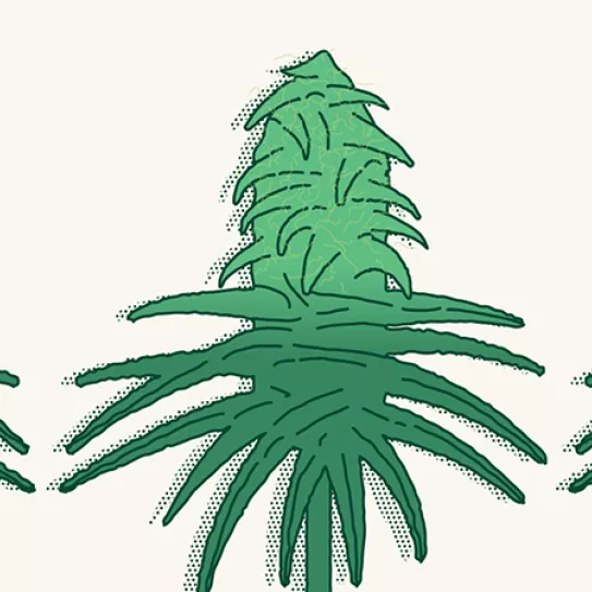 Autoflorecientes en la sala de madres 