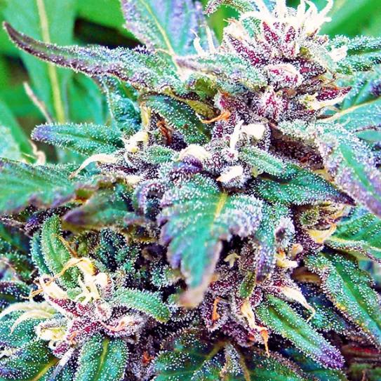 Blueberry, la estirpe de la variedades “azules”