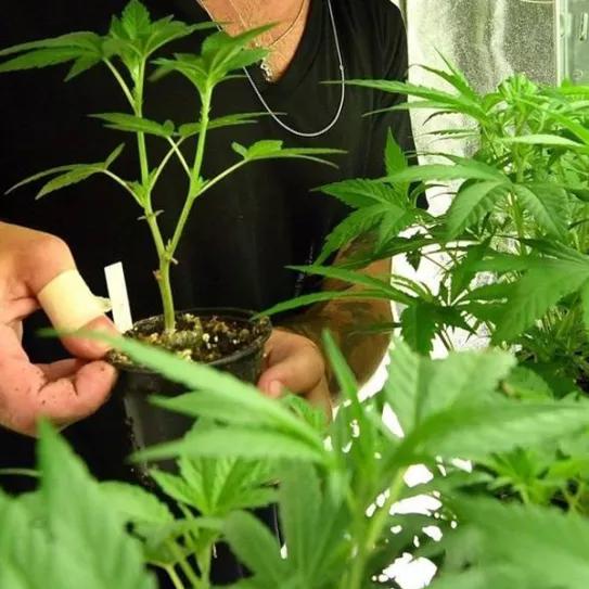 Cinco razones por las que cultivar tu propia marihuana puede ser resultar bastante beneficioso.