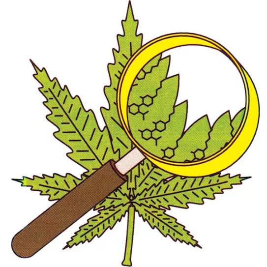 7 efectos de la marihuana que los investigadores quieren comprobar