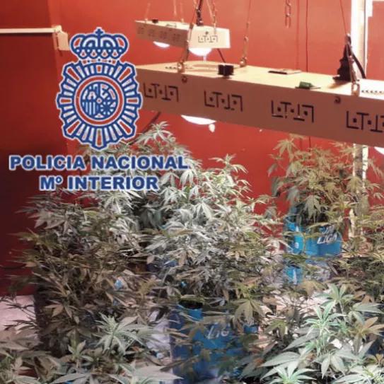 Plantación de cannabis