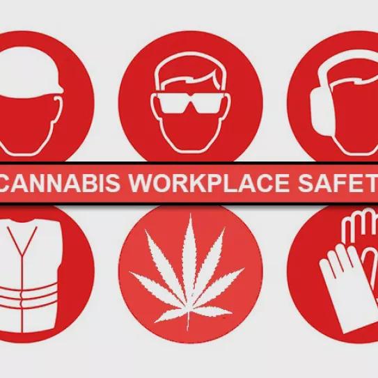 Los fumetas no se accidentan más en los trabajos