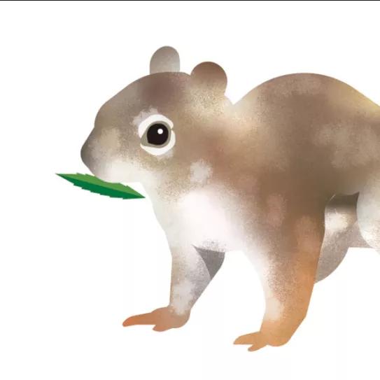 Ilustración Ardilla