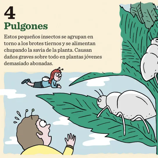 10 consejos para combatir las plagas