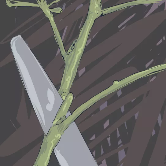 Ilustración: esquejes