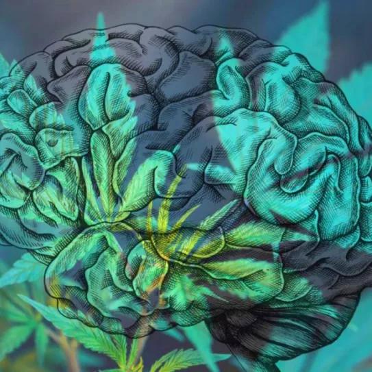 La marihuana no produce derrame cerebrales, asegura un estudio