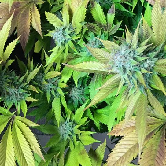 “Northern Lights”, la aurora boreal del cannabis