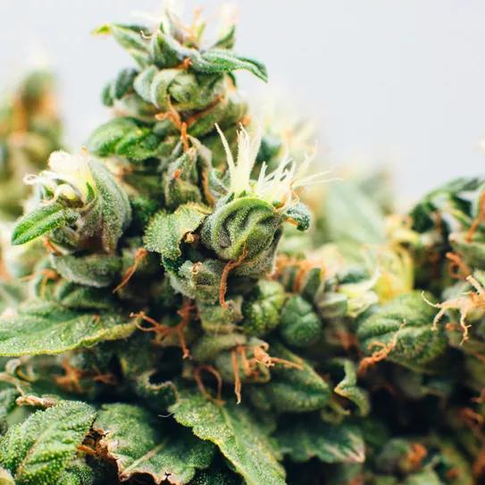 Las mejores variedades del verano 2020