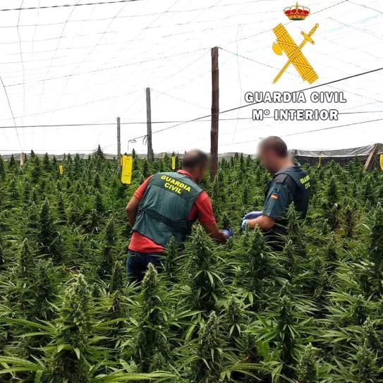 18.023 plantas de cannabis incautadas en Almería en lo que llevamos de año