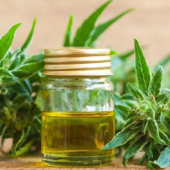 Argentina permitirá el cultivo personal y los aceites cannábicos