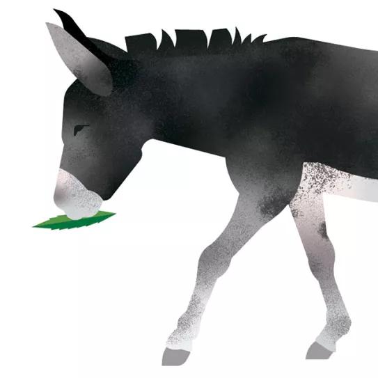 Ilustración: Burro