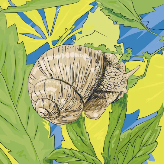 Caracoles en las plantas